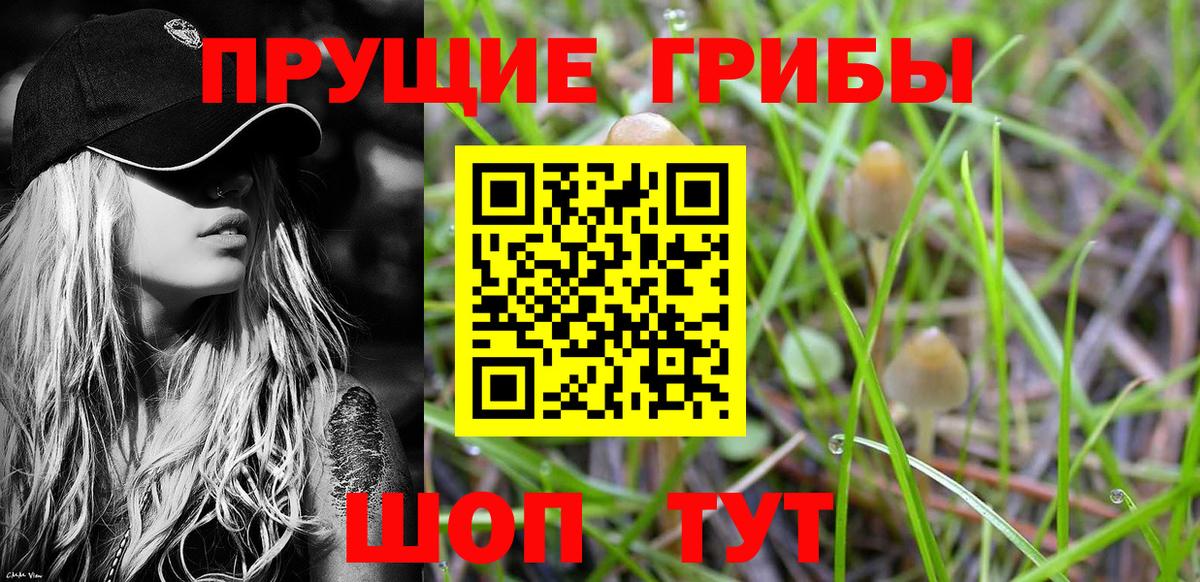 купить   Вход с VPN  Галлюциногенные грибы мухоморы  Ставрополь  Псилоцибиновые грибы GOLDEN TEACHER 